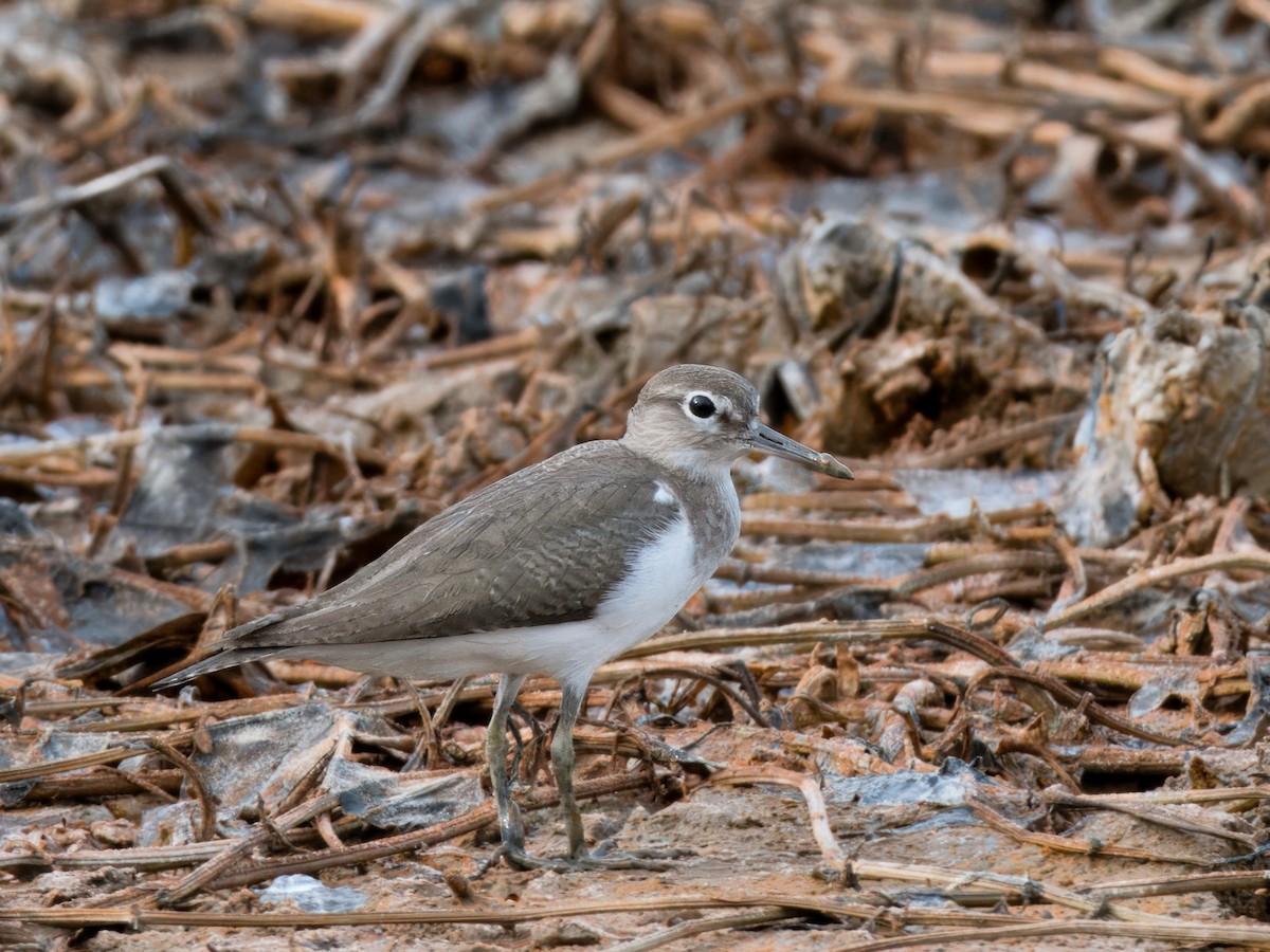 Common Sandpiper - Evelyn Lee