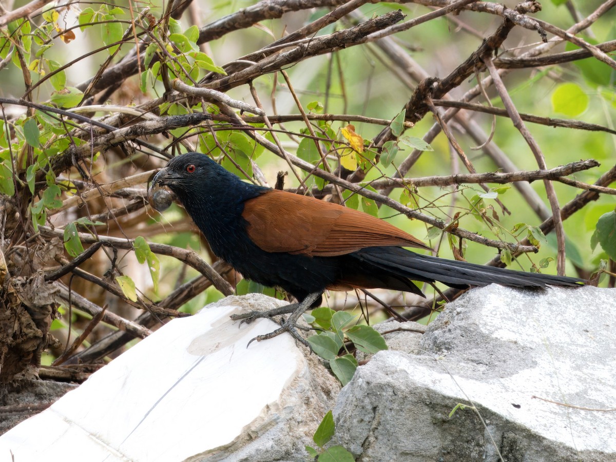 Greater Coucal - ML613903198