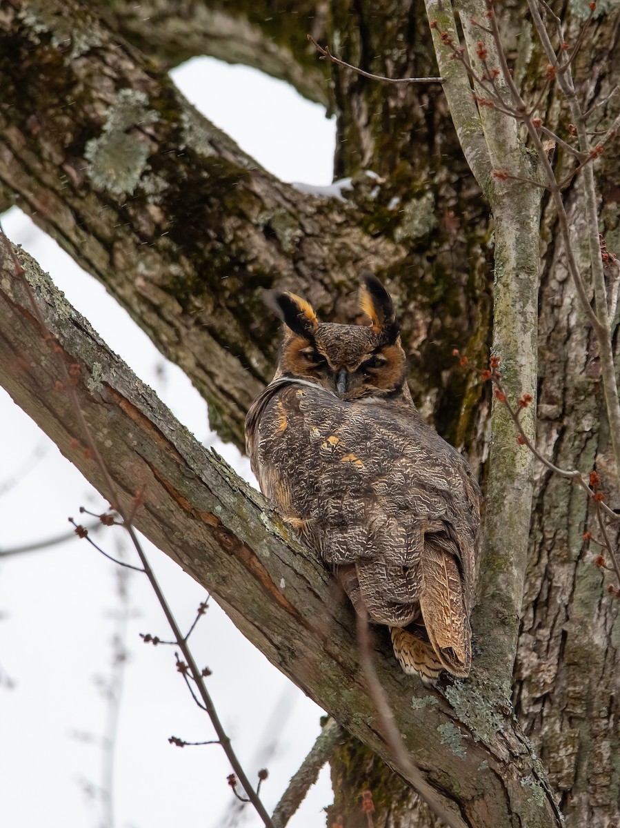 Great Horned Owl - ML613903241