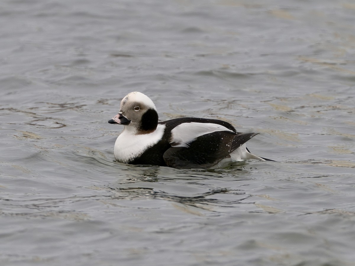 Long-tailed Duck - ML613903529