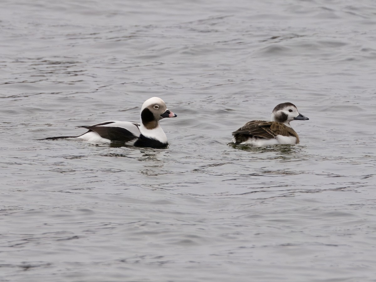 Long-tailed Duck - ML613903530