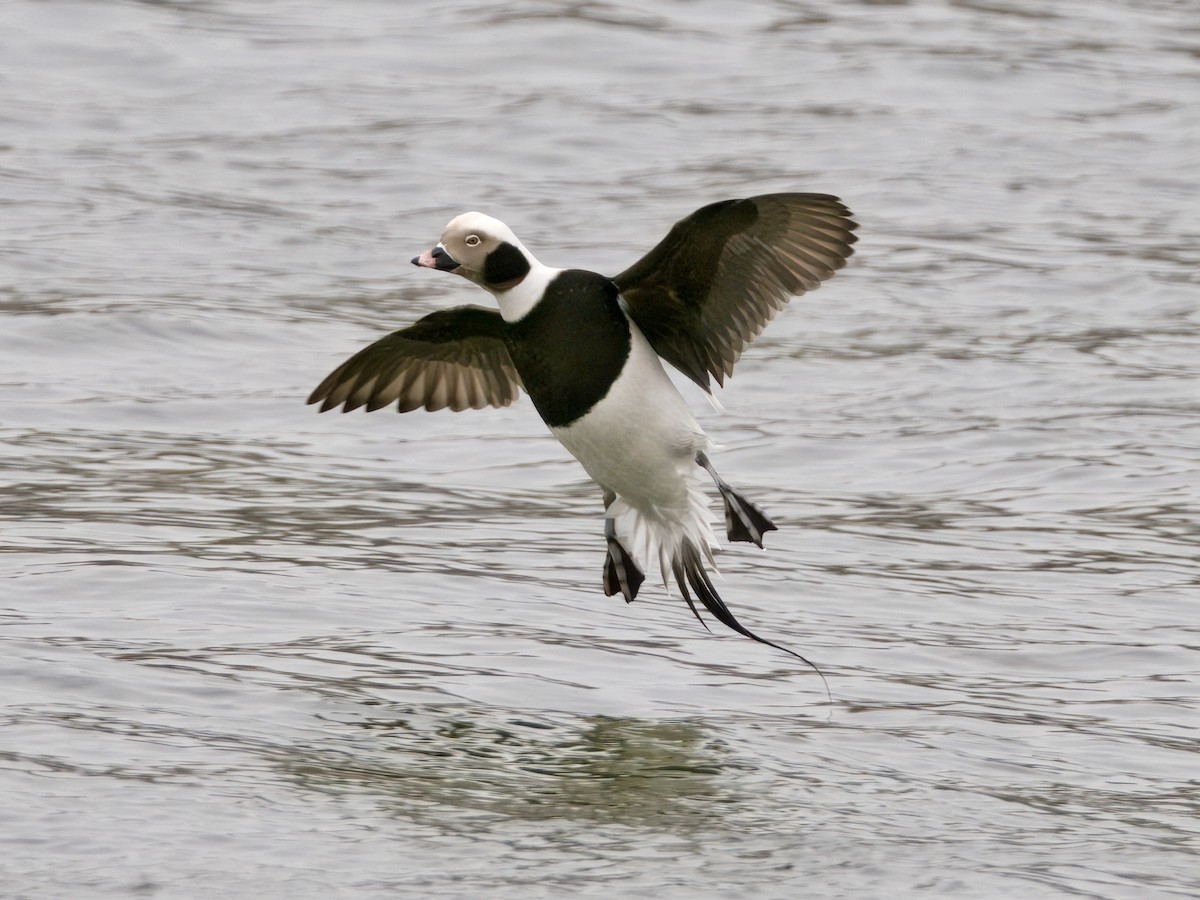 Long-tailed Duck - ML613903531