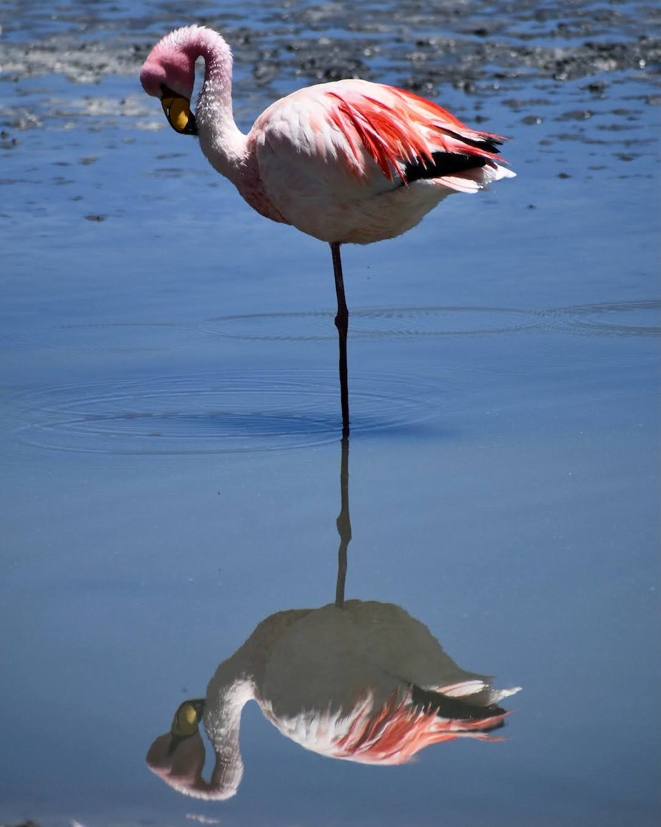 James's Flamingo - Sierra and Calvin Tang