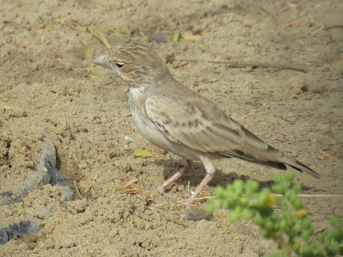 Black-crowned Sparrow-Lark - Stephen Taylor