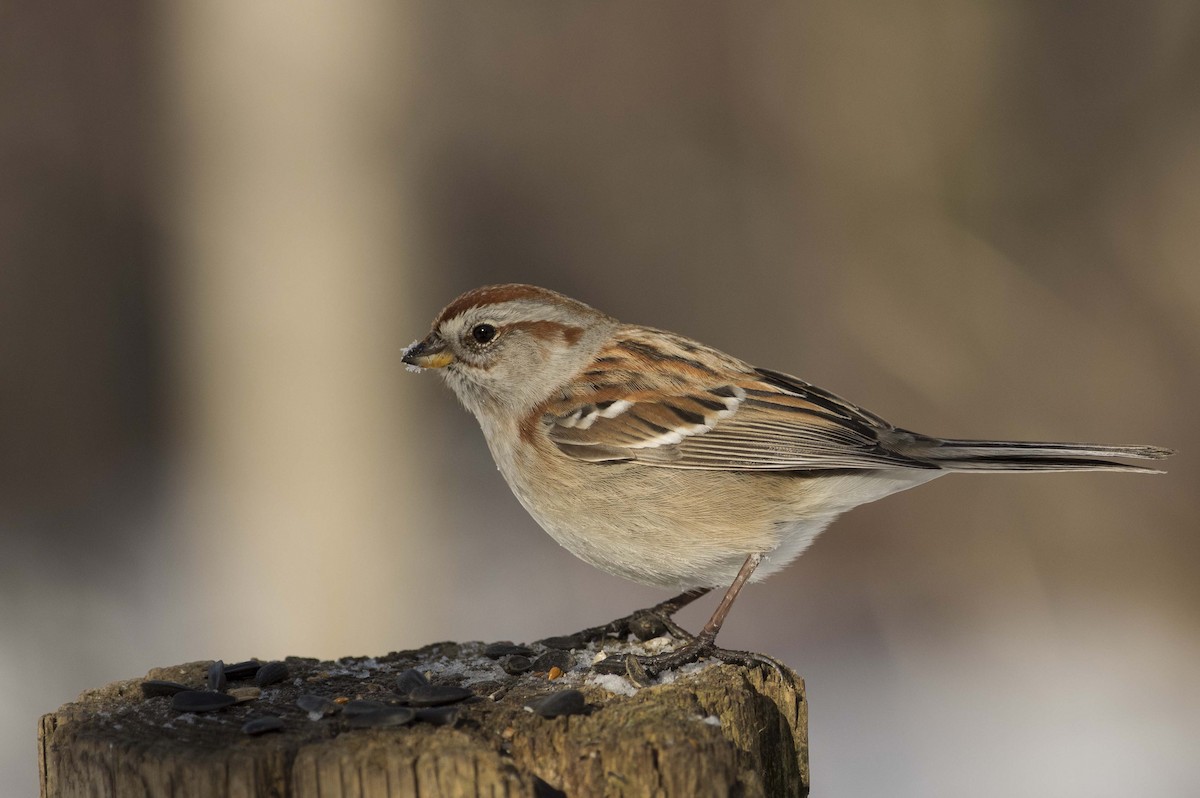 American Tree Sparrow - ML613903774