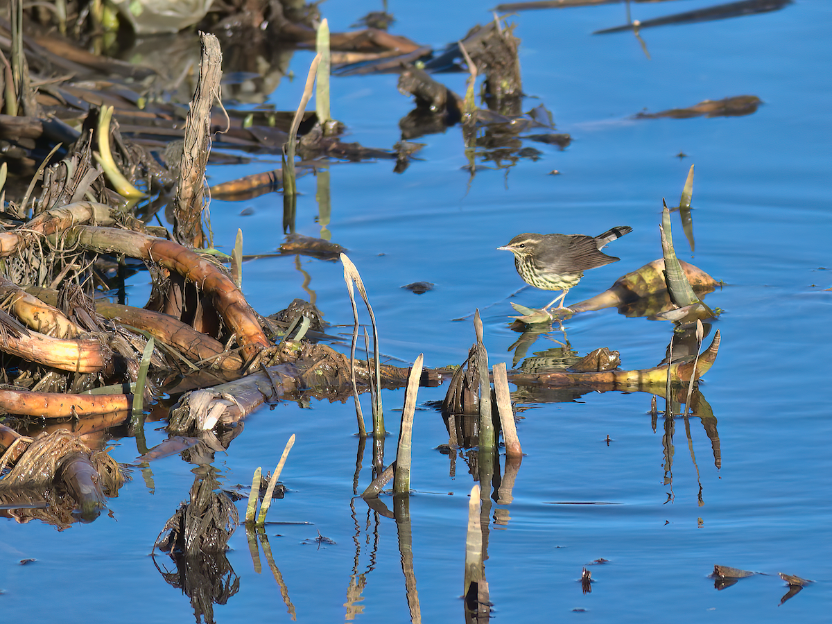 Northern Waterthrush - Andy Symes