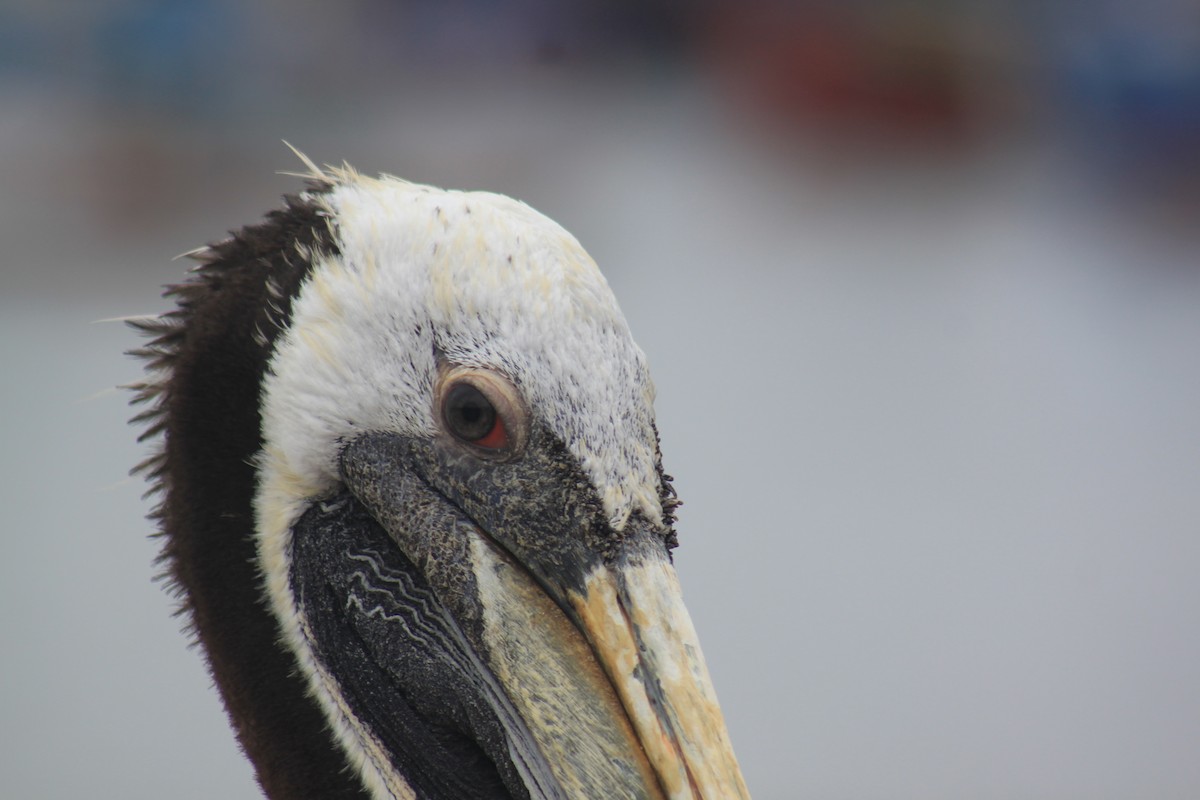 Peruvian Pelican - Laurianne Richard