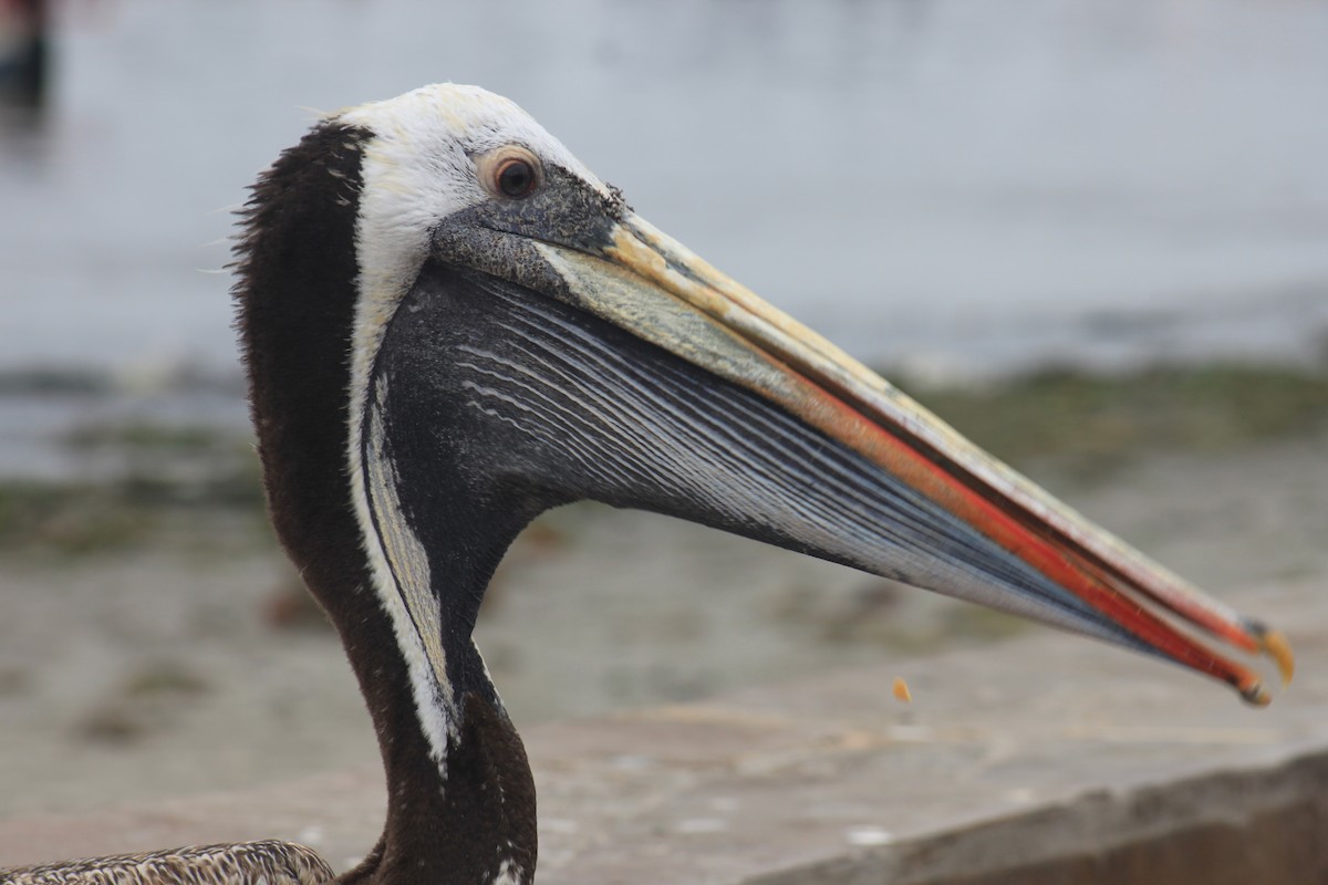Peruvian Pelican - ML613904084