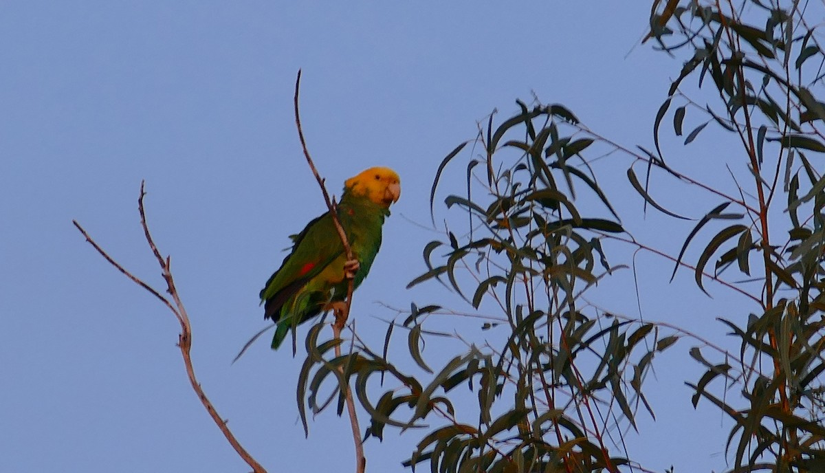 Yellow-headed Parrot - ML613904340