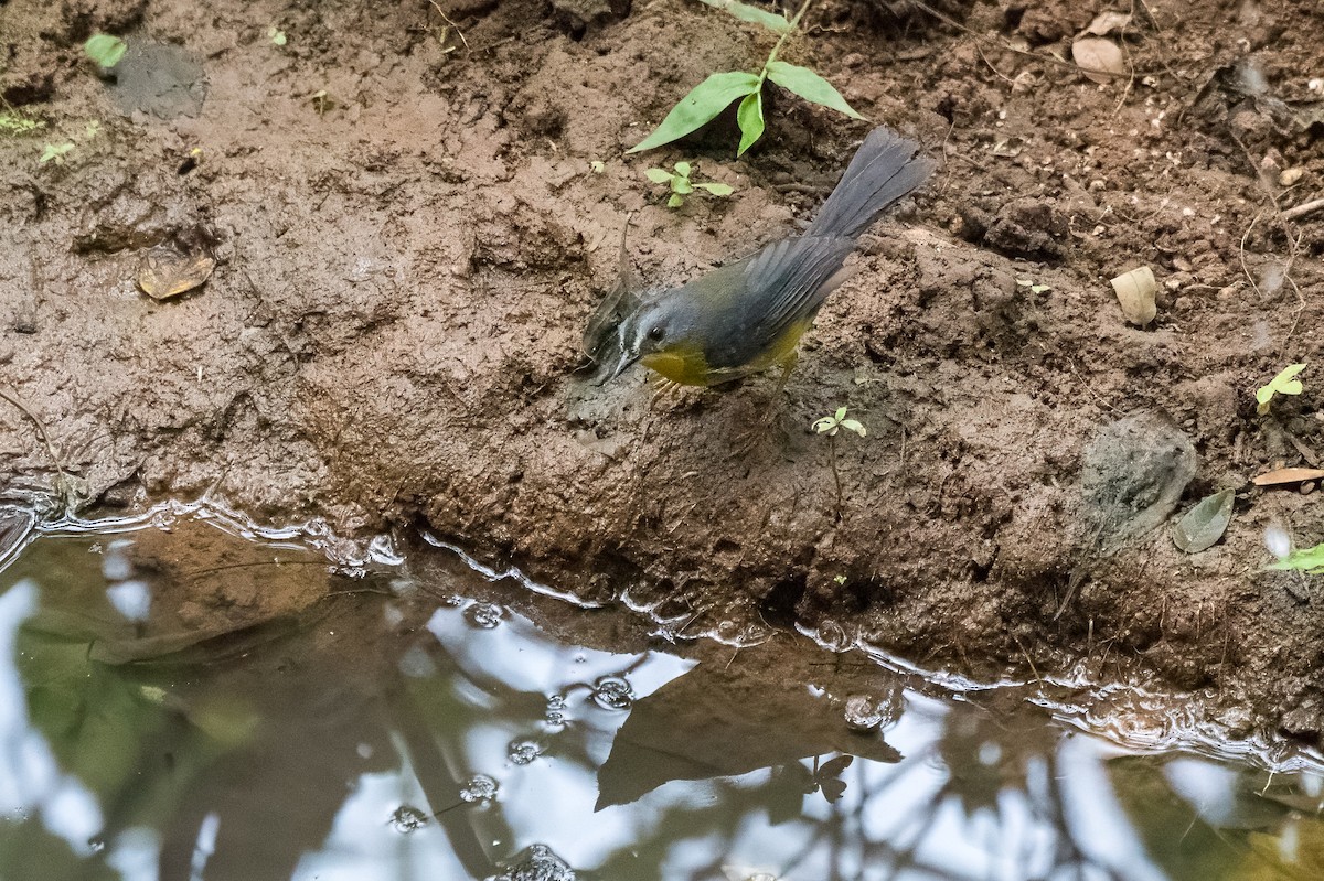 Gray-and-gold Warbler - ML613904407
