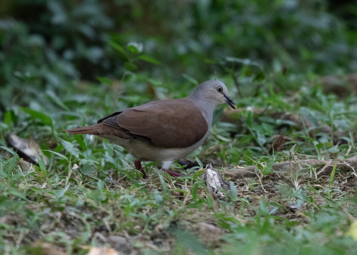 White-tipped Dove (decolor) - ML613904697