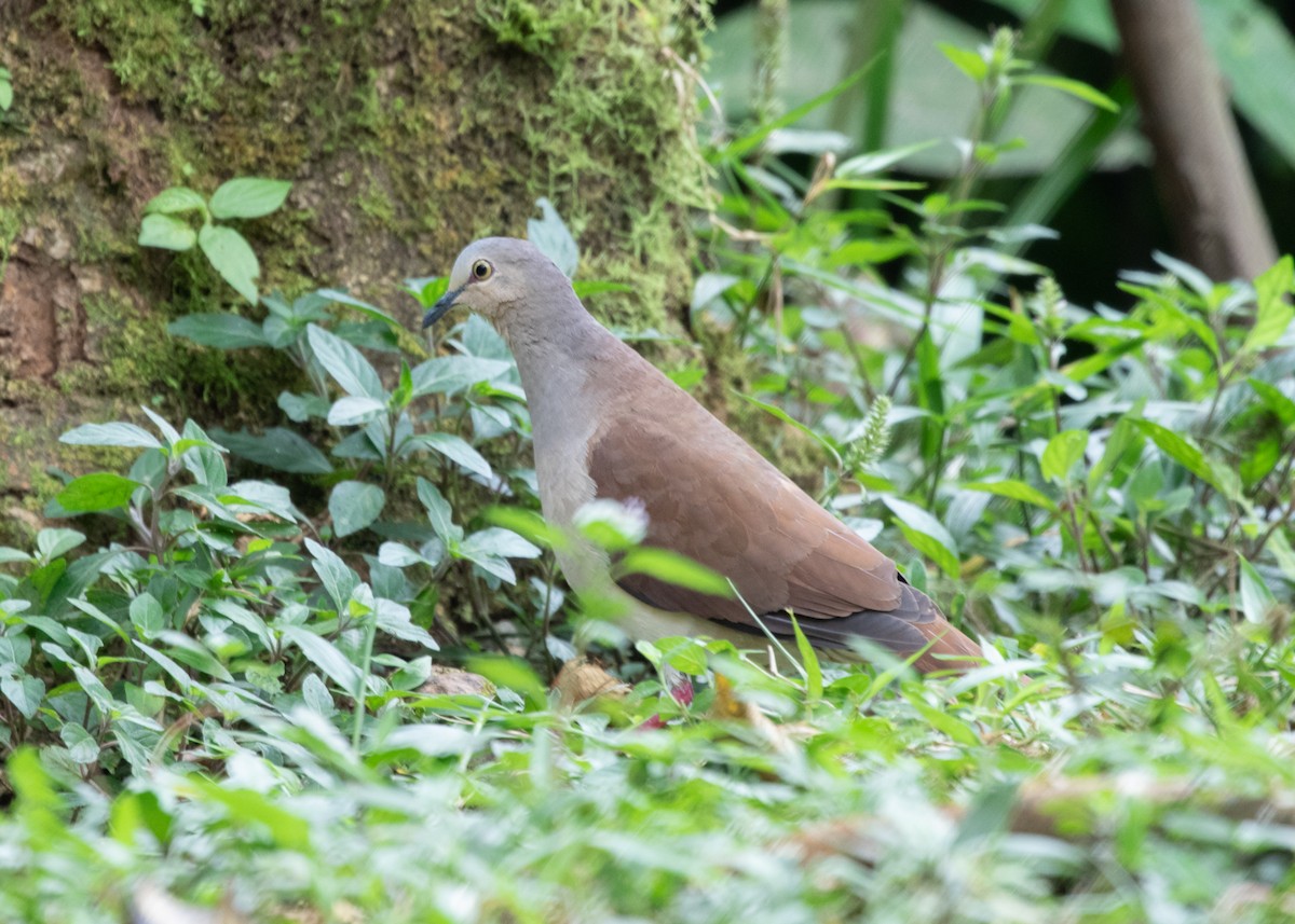 White-tipped Dove (decolor) - ML613904698