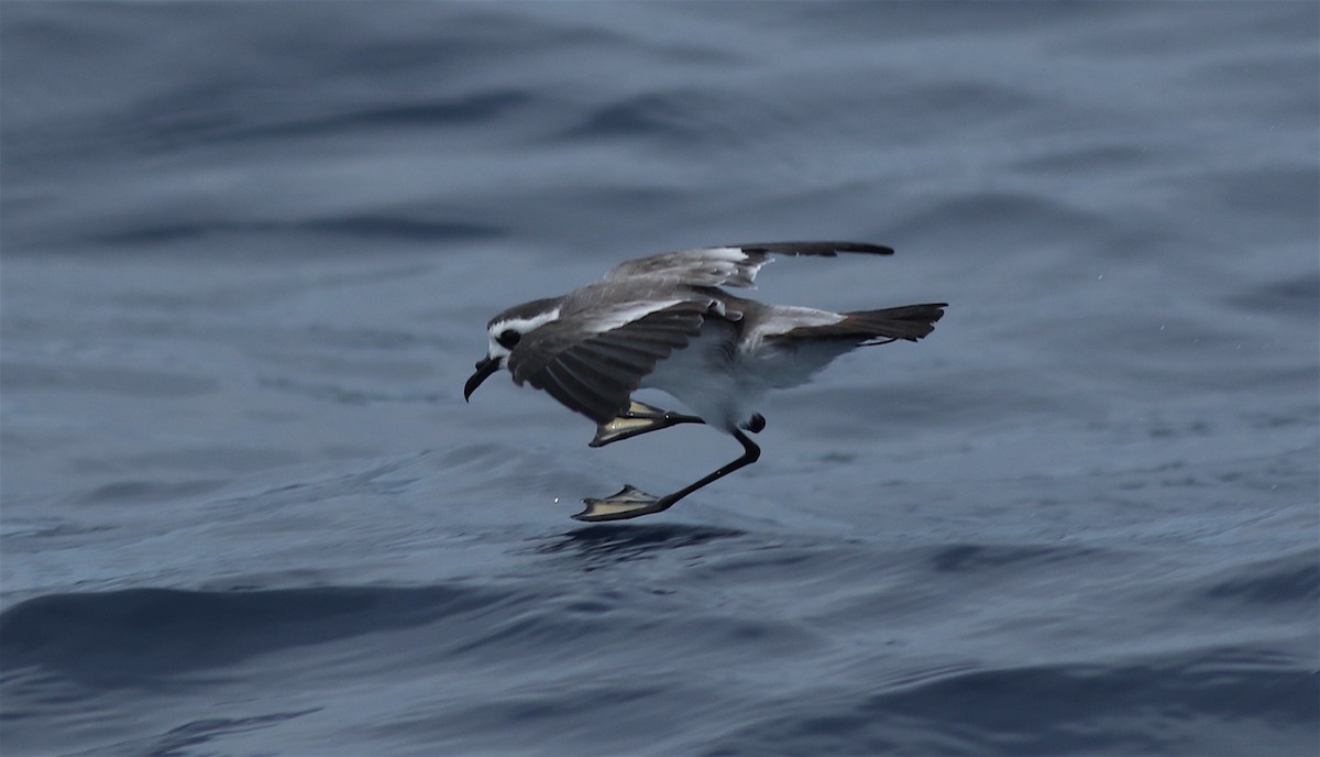 White-faced Storm-Petrel - ML61390481