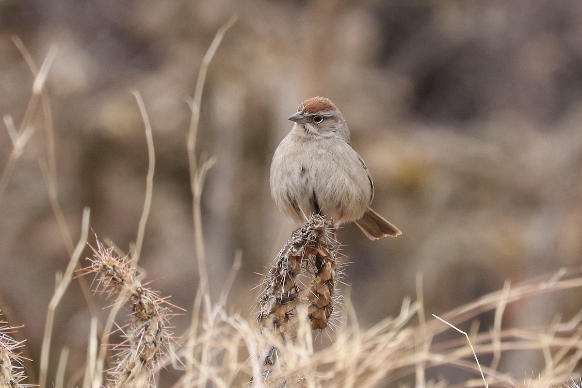 Rufous-crowned Sparrow - ML613904984