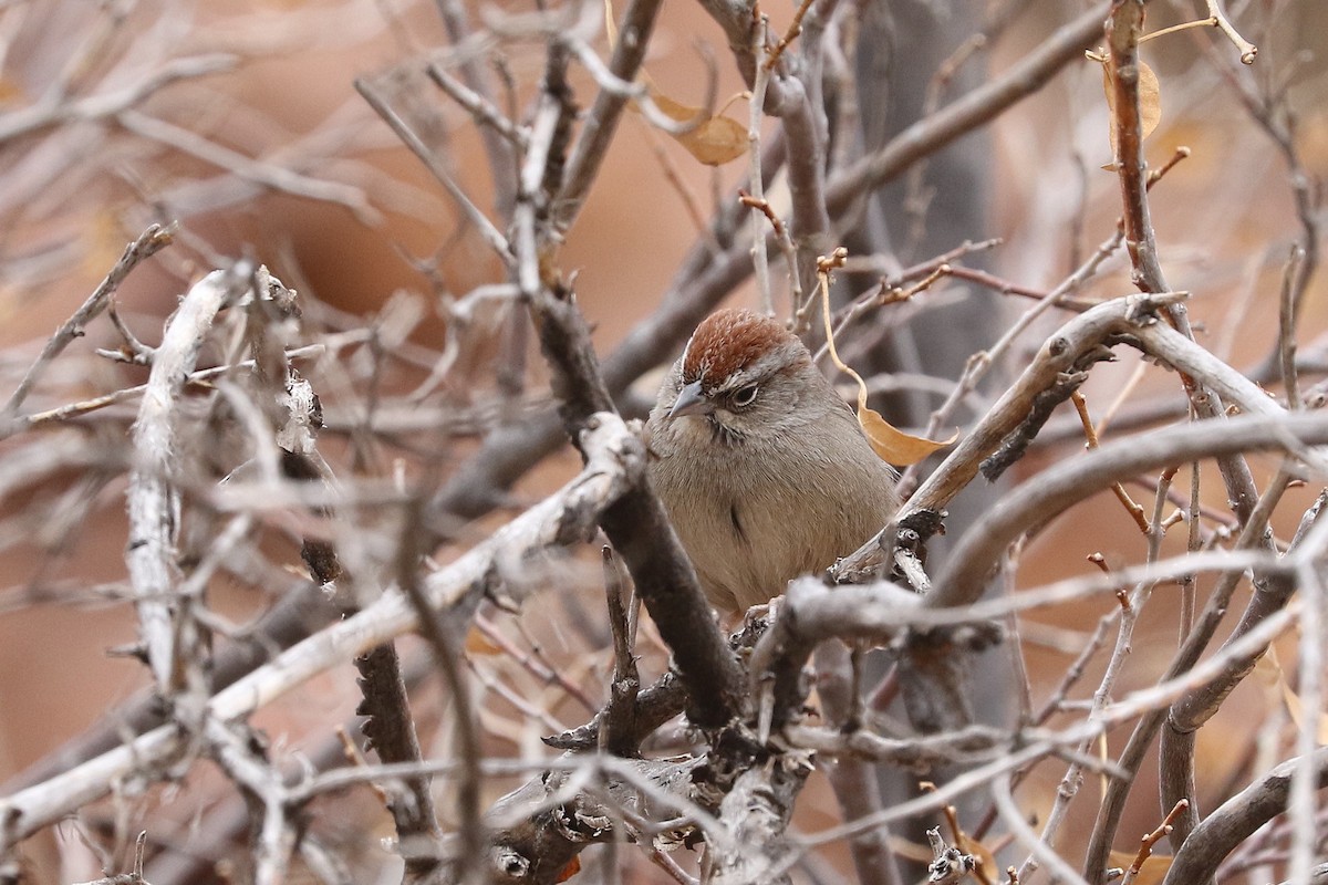Rufous-crowned Sparrow - ML613905016