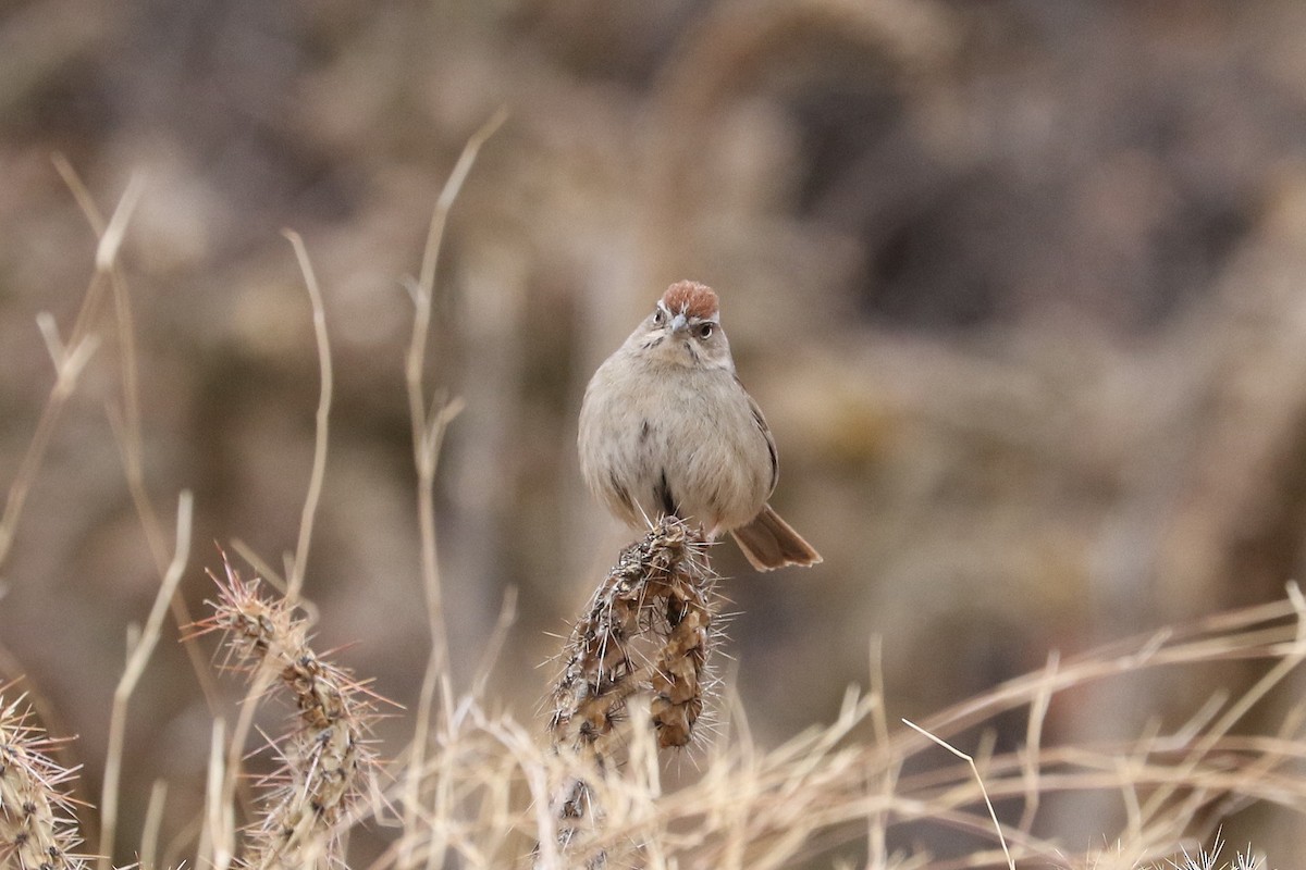 Rufous-crowned Sparrow - ML613905030