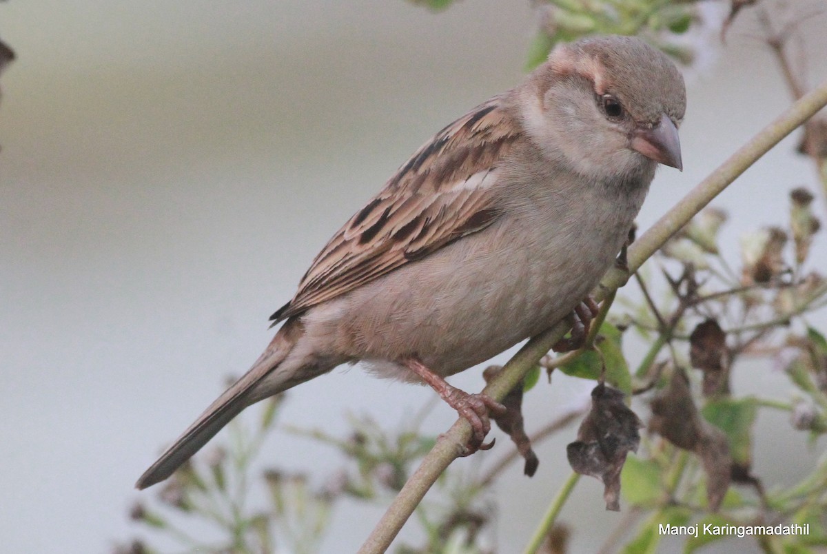 House Sparrow - Manoj Karingamadathil