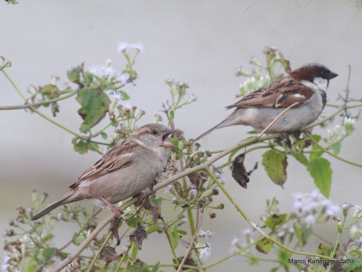House Sparrow - Manoj Karingamadathil