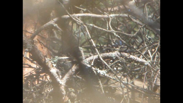 Eurasian Sparrowhawk - ML613905121