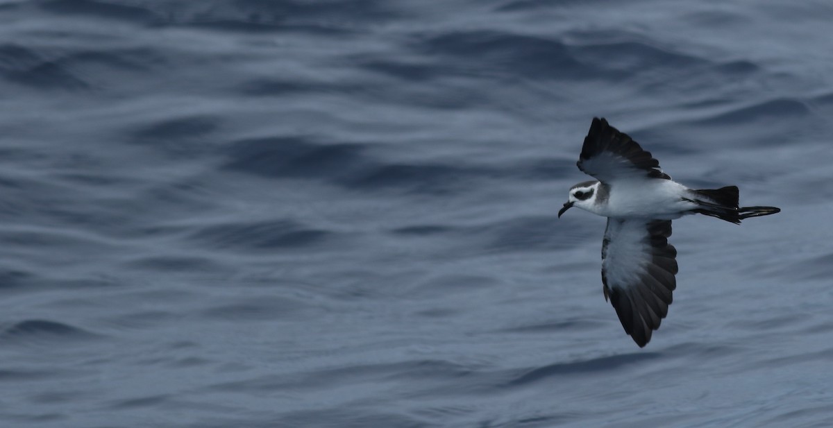 White-faced Storm-Petrel - ML61390521