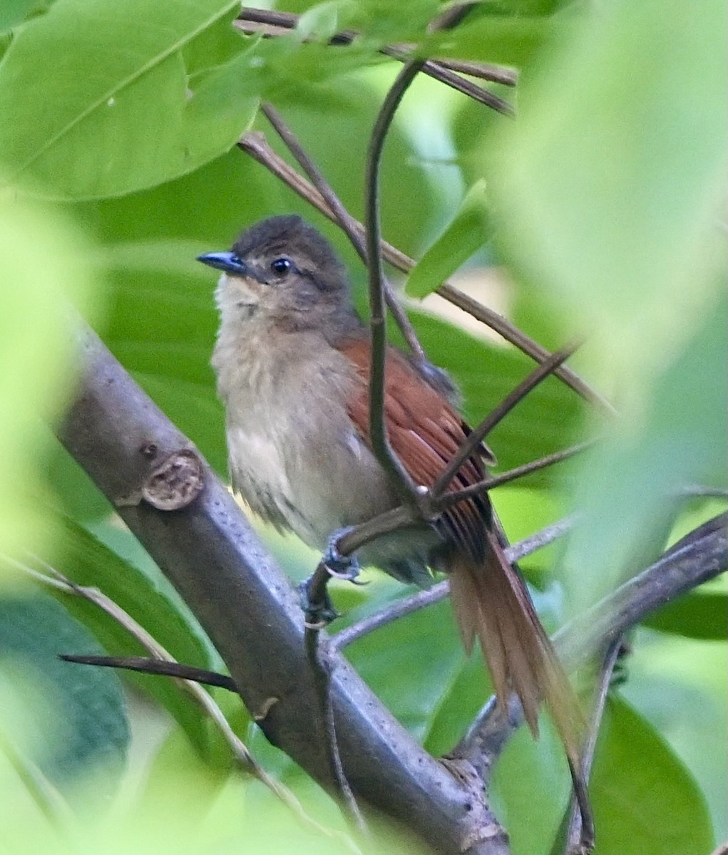 Plain-crowned Spinetail - ML613905371