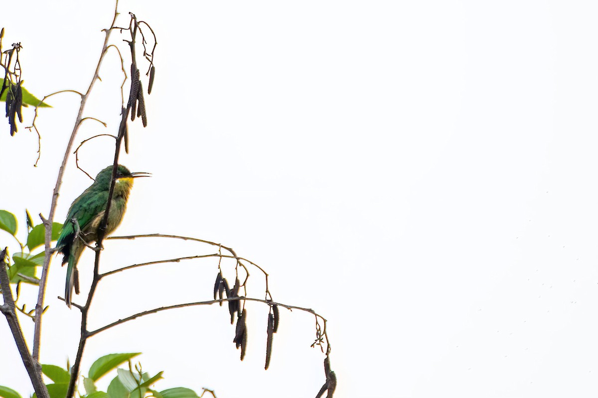 Cinnamon-chested Bee-eater - ML613905547