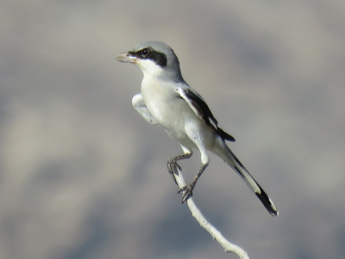 Great Gray Shrike (Arabian) - ML613905700
