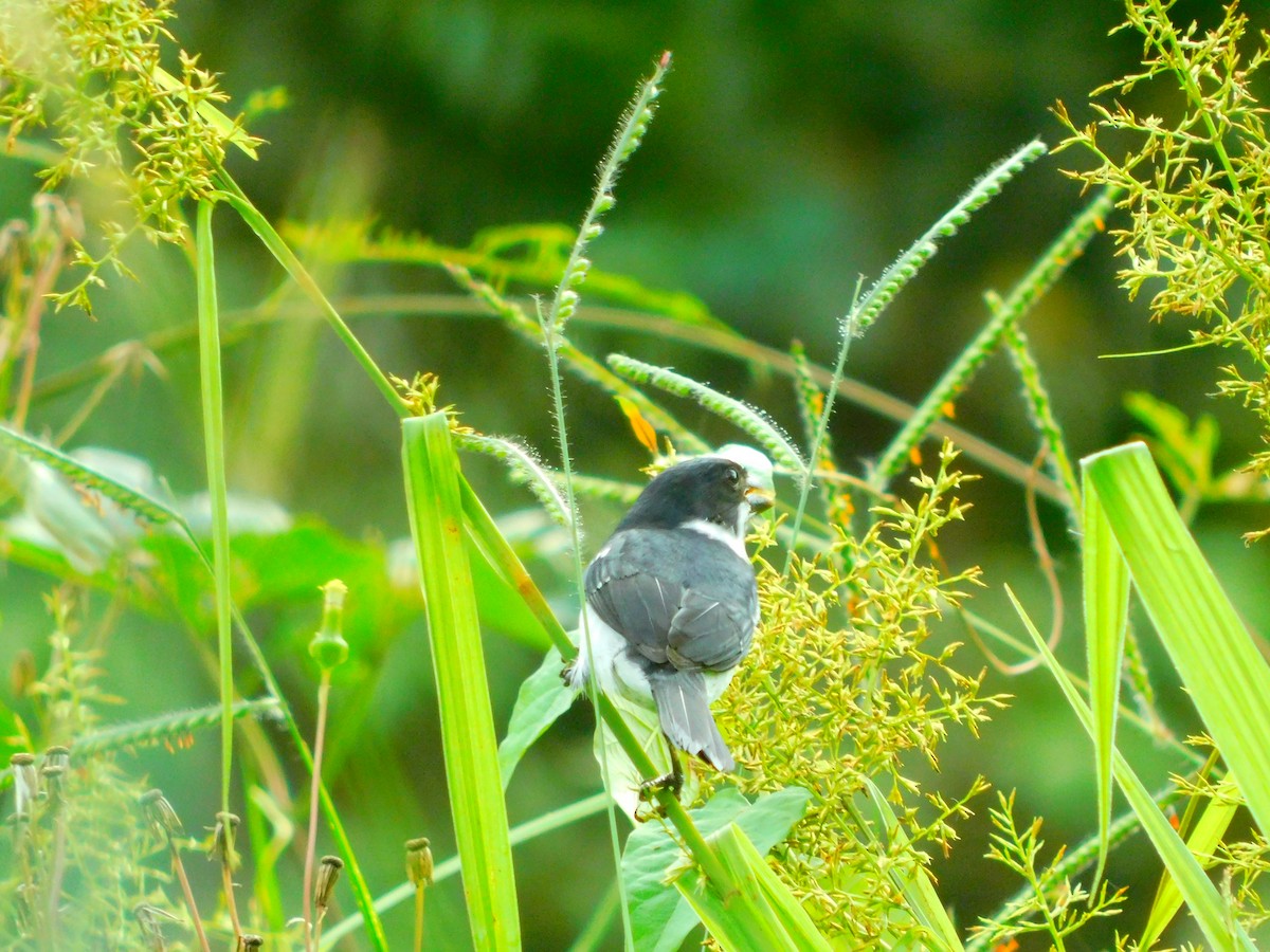 Wing-barred Seedeater (Caqueta) - ML613905705