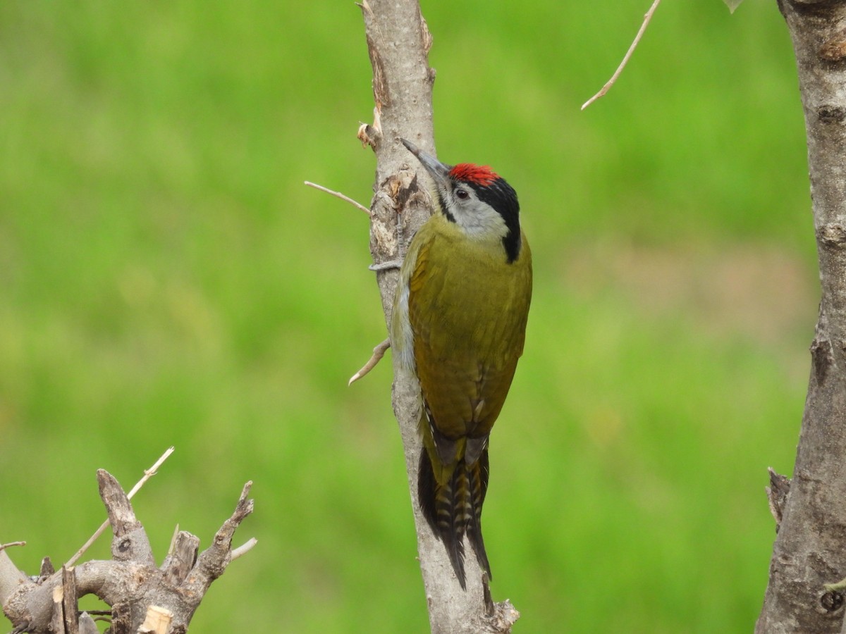 Gray-headed Woodpecker - ML613905789