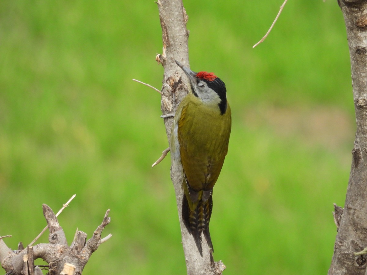 Gray-headed Woodpecker - ML613905794