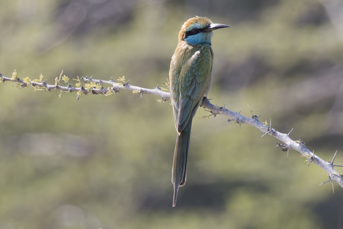 Arabian Green Bee-eater - ML613905825