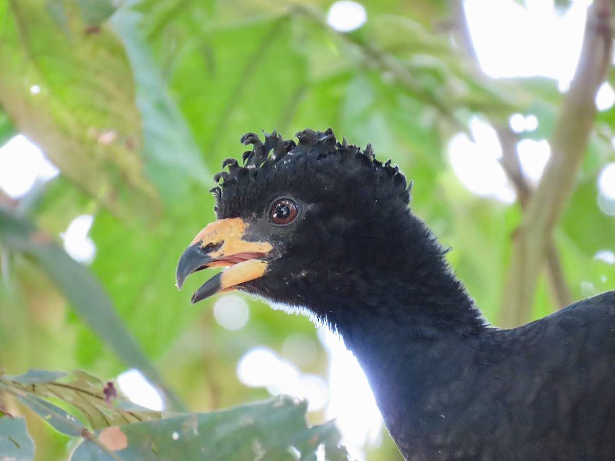 Wattled Curassow - Peter Leth