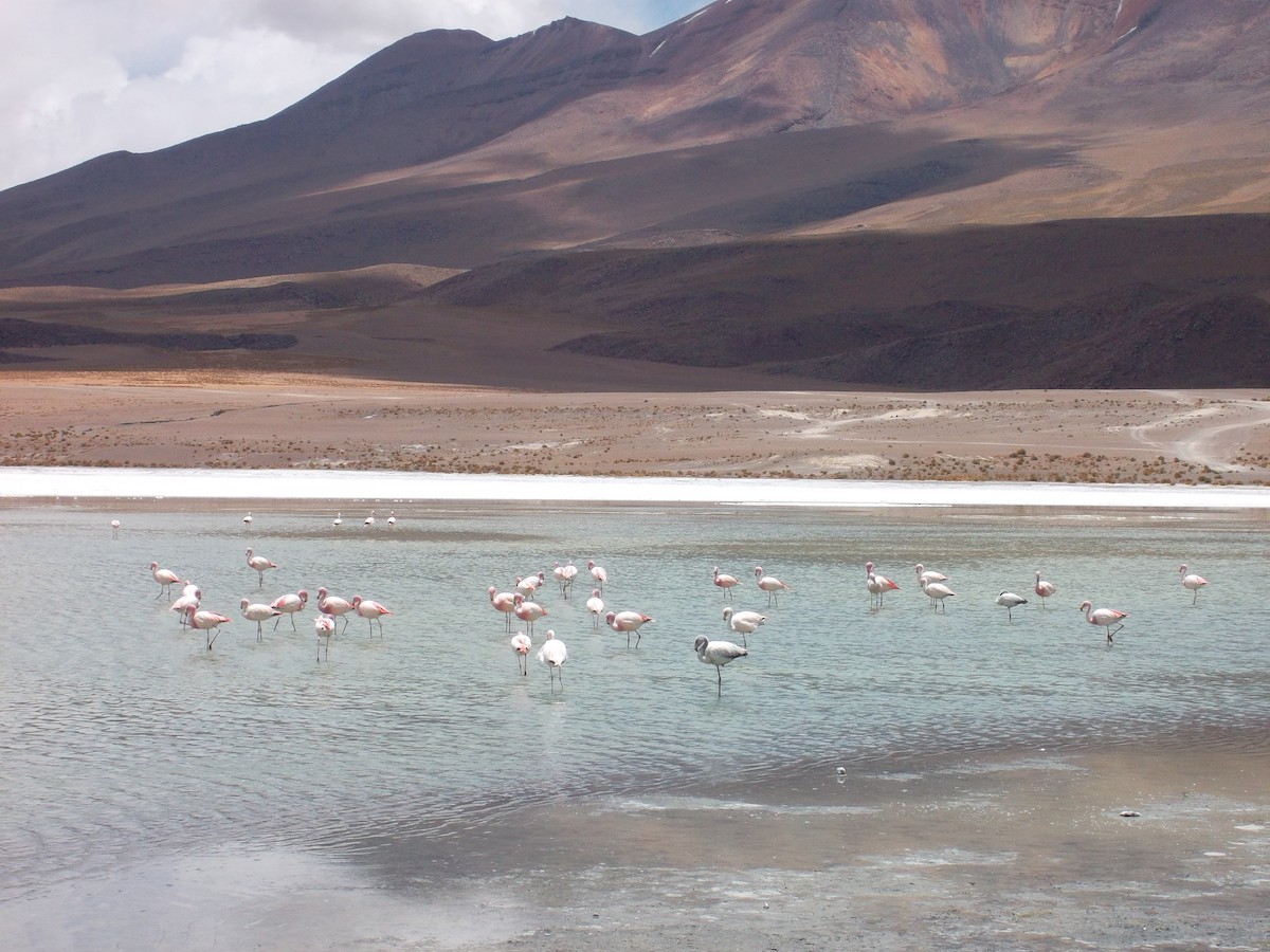 Andean Flamingo - ML613905873