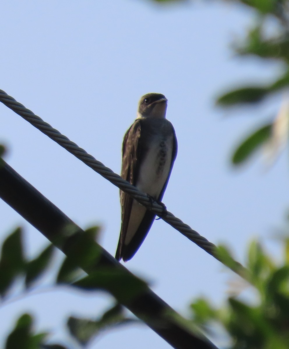 Brown-chested Martin (fusca) - ML613906085