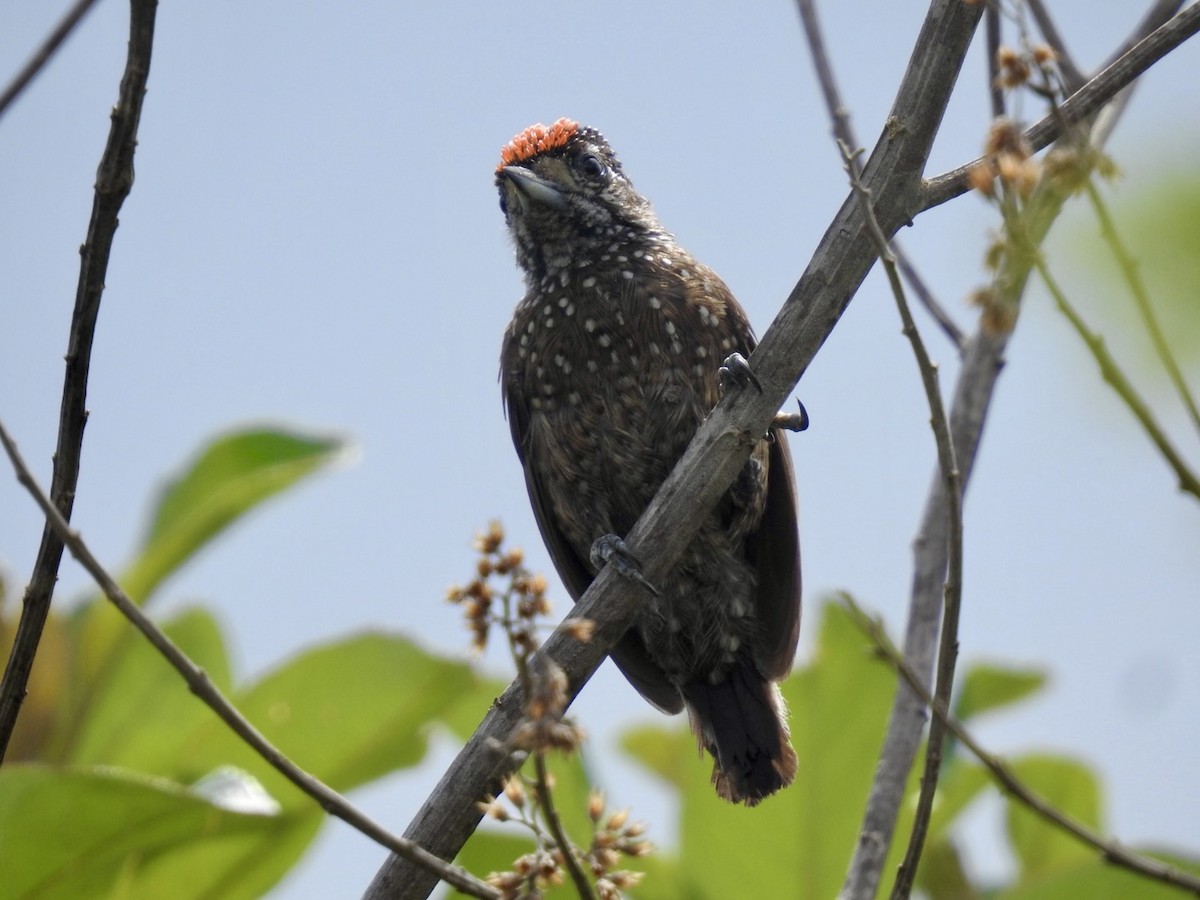Spotted Piculet - ML613906184