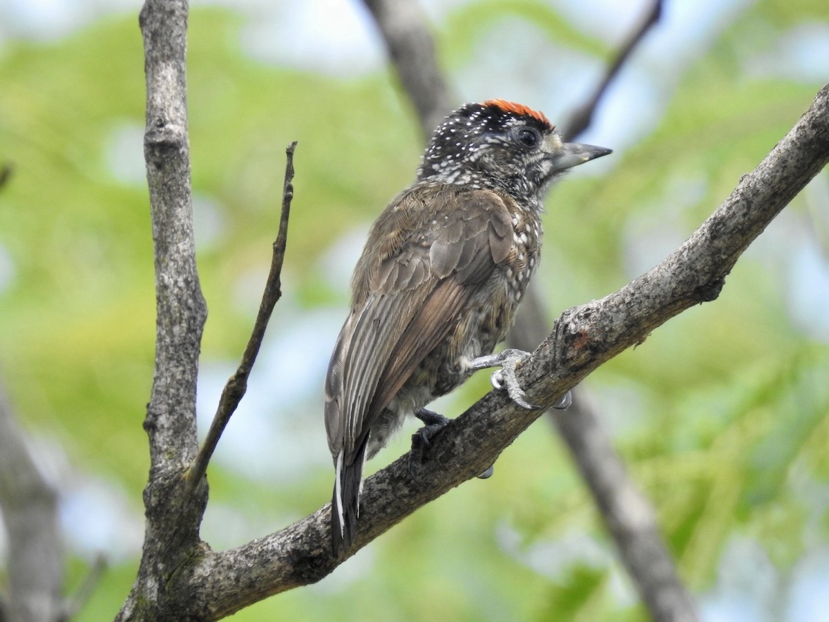 Spotted Piculet - ML613906185