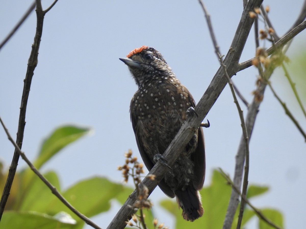 Spotted Piculet - ML613906188