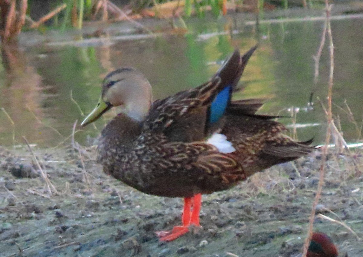 Mexican Duck - ML613906385