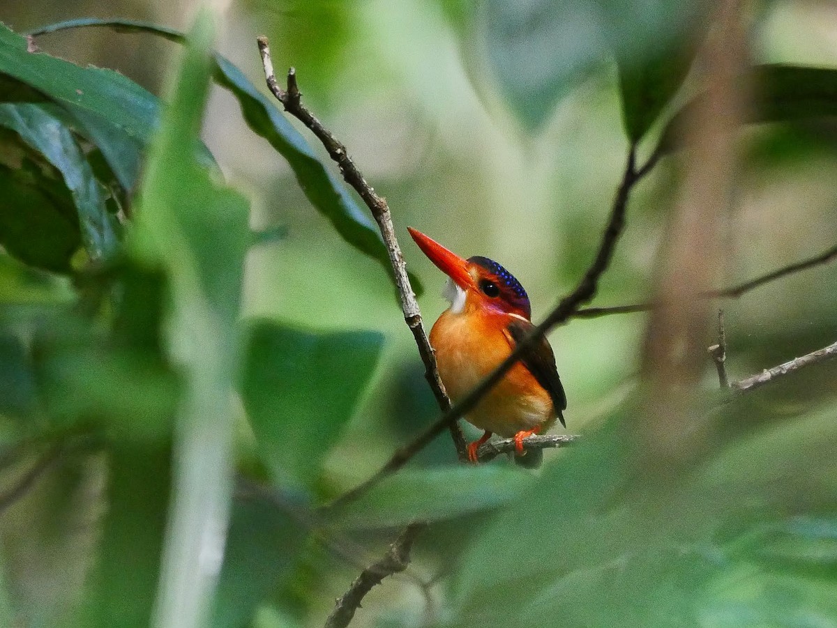 Sulawesi Dwarf-Kingfisher - ML613906516
