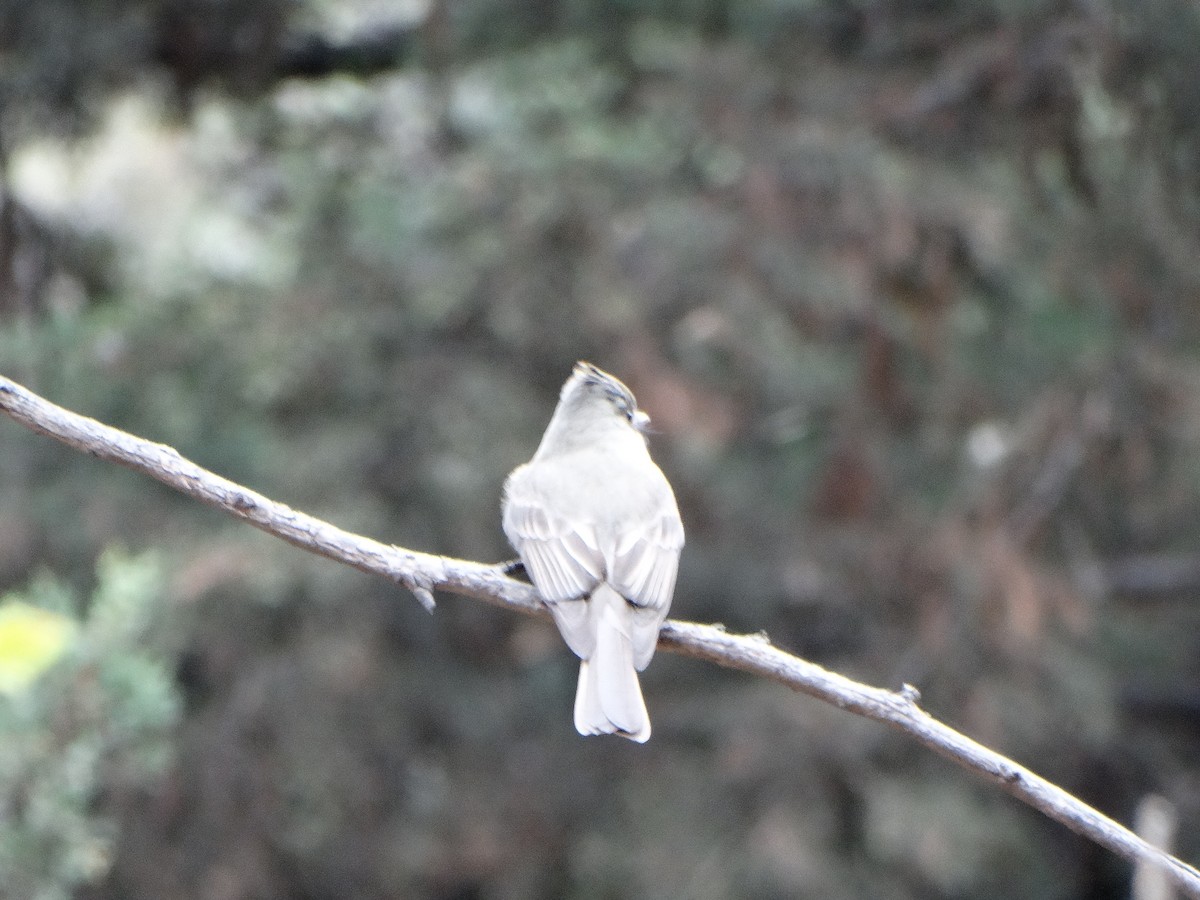 Greater Pewee (Mexican) - ML613906601