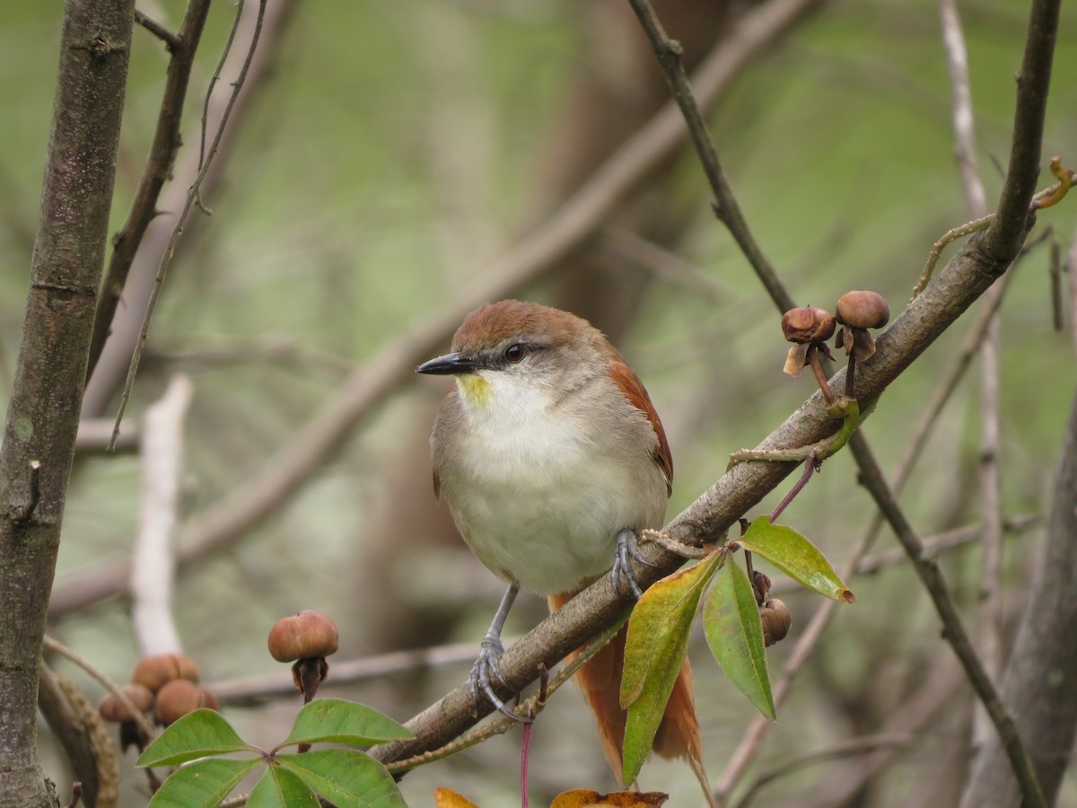 Yellow-chinned Spinetail - ML613906641