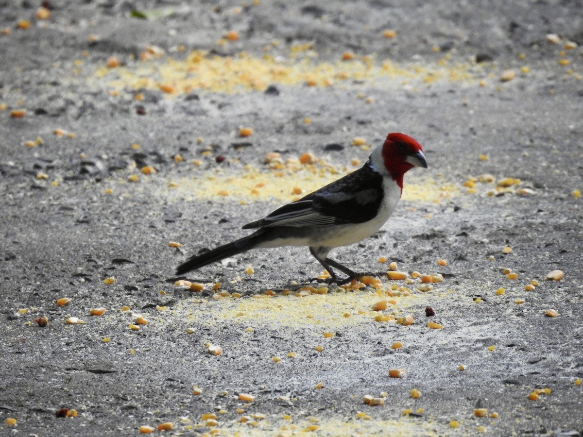 Red-cowled Cardinal - Nick Odio