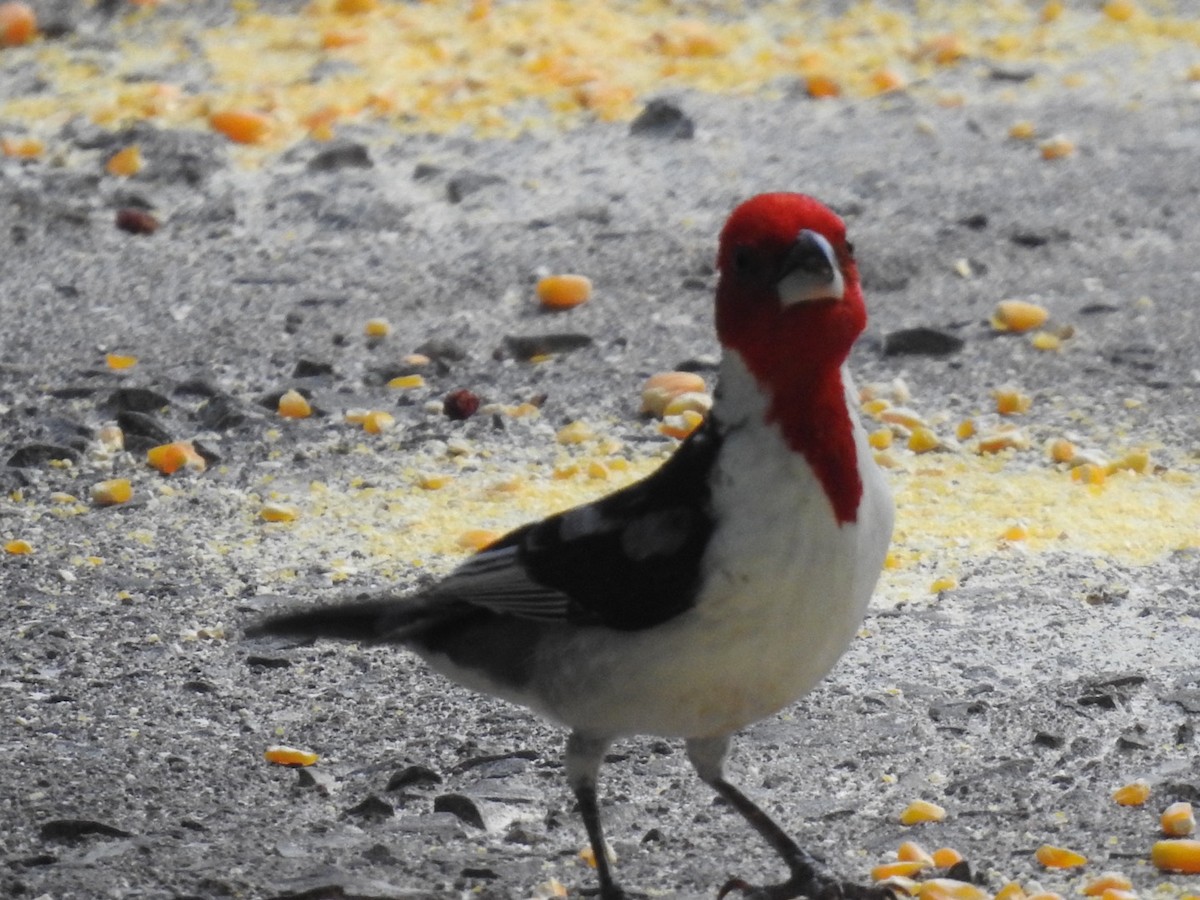 Red-cowled Cardinal - Nick Odio