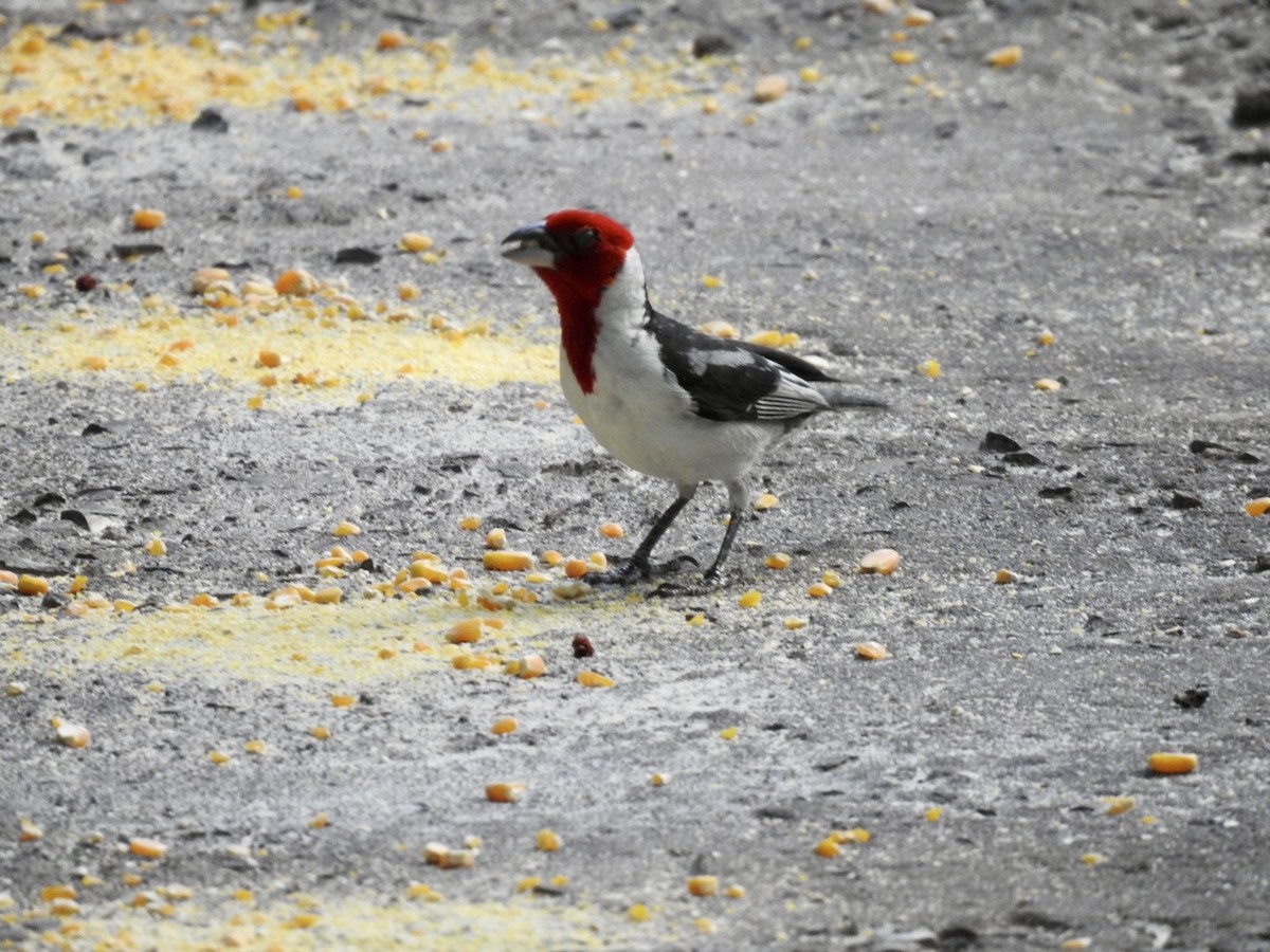 Red-cowled Cardinal - ML613906741