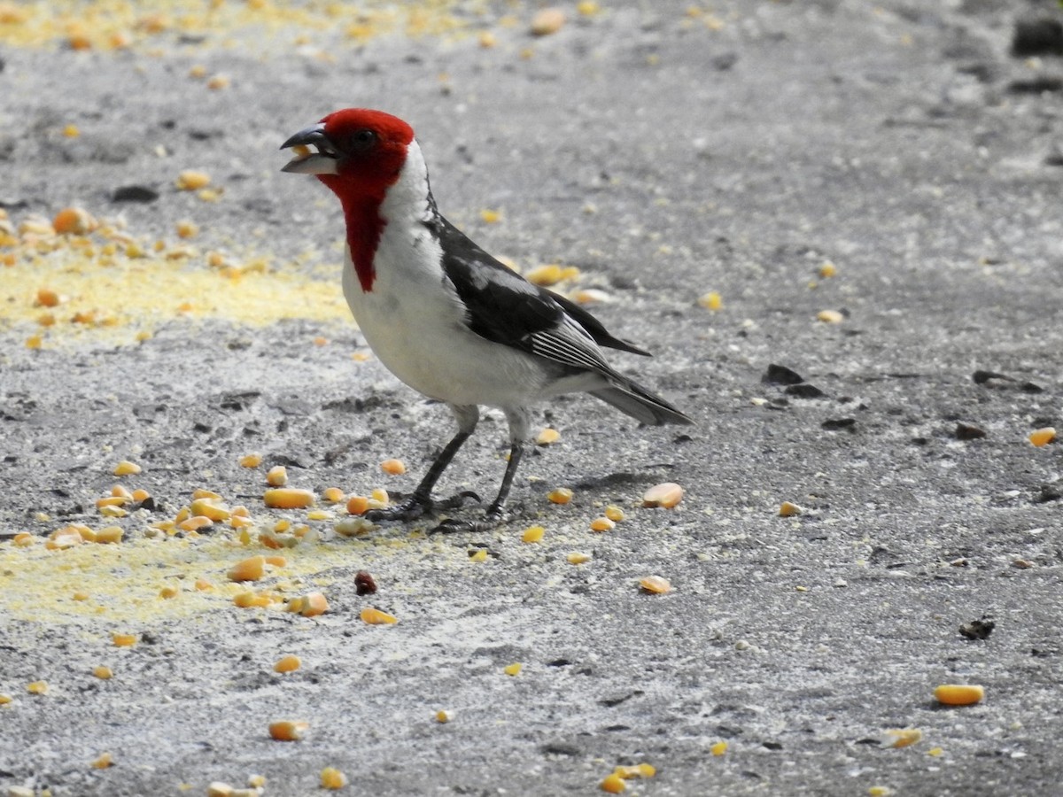 Red-cowled Cardinal - ML613906742