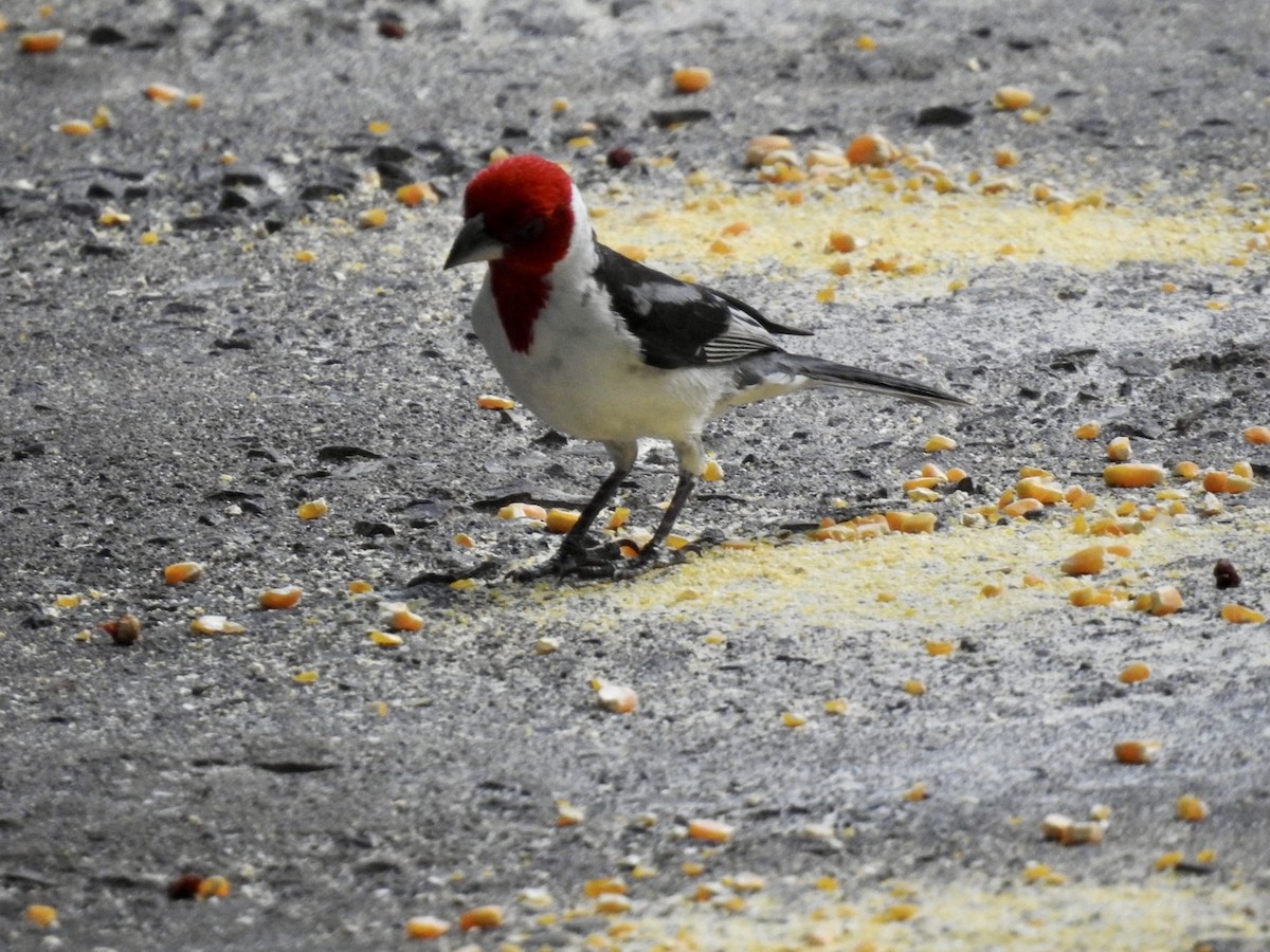 Red-cowled Cardinal - ML613906744