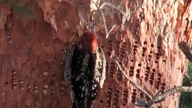 Red-naped x Red-breasted Sapsucker (hybrid) - ML613906876
