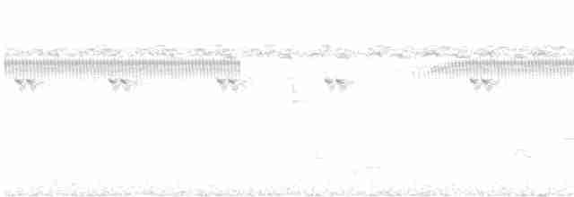Weißbrauen-Ameisenpitta - ML613906913