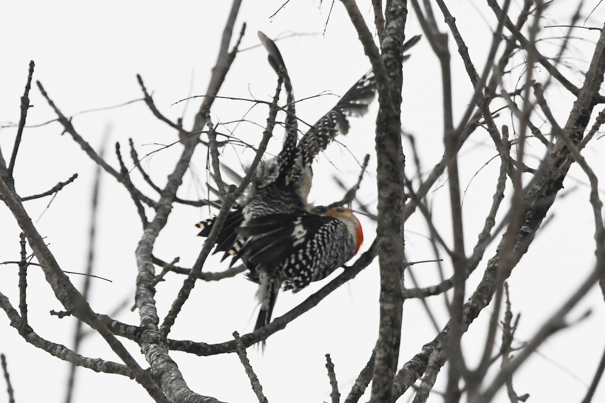 Red-bellied Woodpecker - Dan O'Brien