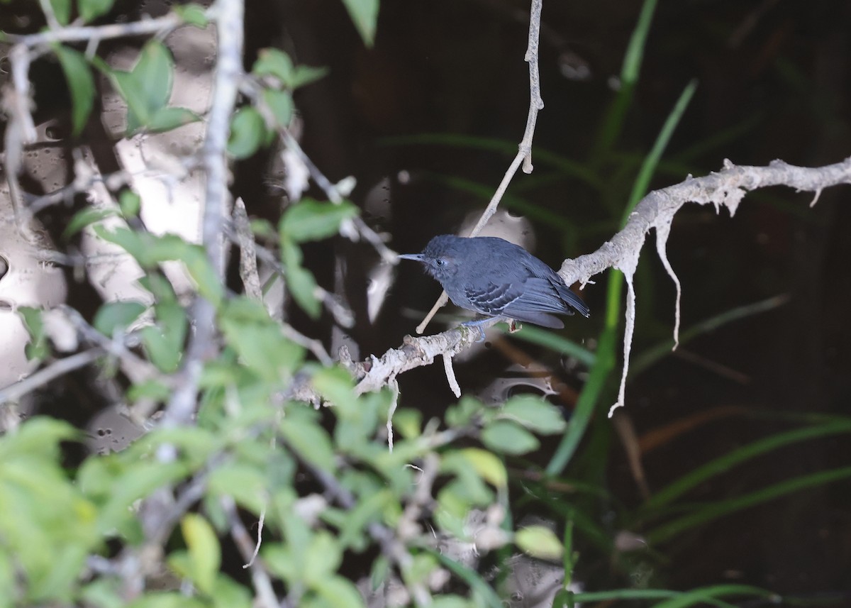 Black-chinned Antbird - ML613907950